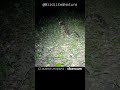 ก็ลมมันเย็น ..เสือลายเมฆ นั่งปลดทุกข์ wildlife cameratrap cloudedleopard