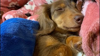 【癒し動画】ずっとみていたい天使の寝顔チワックスの子犬