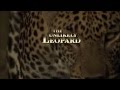 The Unlikely Leopard Conservation Message