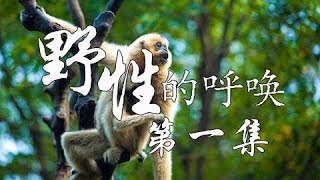 《野性的呼唤》 第一集 巨树家园 | CCTV纪录