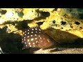 hdobservations star studded grouper 4k uhd