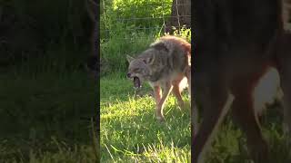#coyote #dog #coyotes #hunting #hunters #huntingdog #wildlife #outdoors #america #animals
