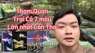 Tham Quan Trại Cá 7 Màu Lớn Nhất Cần Thơ