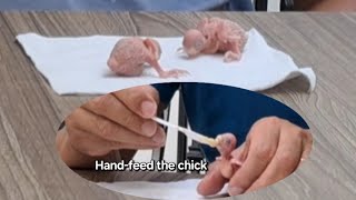 TRỢ GIÚP CHIM YẾN PHỤNG NUÔI CON (BUDGIES HAND-FEED)