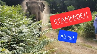 Elephant Zoo Stampede @ Woburn Safari Park, UK - SOUND ON! 🫨🫨