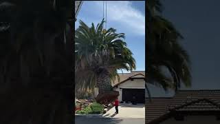 Massive palm tree removal | must see | shorts