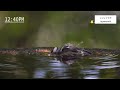 【野鳥撮影】1泊2日の水場巡り 1日目in神奈川