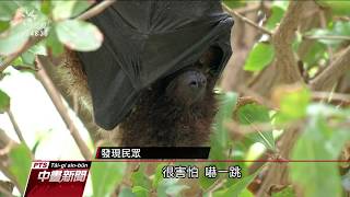 瀕臨絕種「台灣狐蝠」 花蓮市區樹上現蹤 20200304 公視中晝新聞