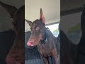 あざといドーベルマン doberman ドーベルマン ドーベルマンと暮らす いぬのいる生活 ドーベルマンしつけ 大型犬 大型犬と暮らす 犬のいる暮らし 犬ご飯　 dogasmr