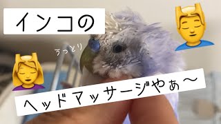 インコのヘッドマッサージ(カキカキ動画)