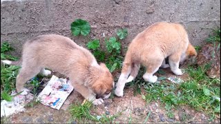 Rescue two puppies who were searching for food (part 1)