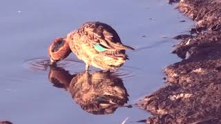 Lovely Teals. Eurasian Green-winged Teal.　可愛いコガモちゃん【 Nussie Village / ぬっしー村 】