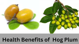 Health benefits of Hog Plum (Ambade Kaai)