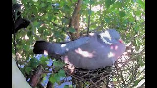 Wood pigeon nesting - Birch Tree 3/6/24