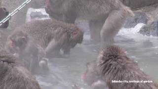 【HD】ニホンザルの露天風呂@福岡市動植物園/15-12-23-004