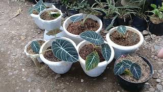 CARA MUDAH MEMPERBANYAK ALOCASIA BLACK VELVET