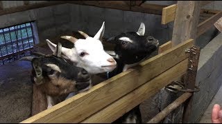 はやくー　ヤギのぺろもぐタイム　2018年9月　吉懸牧場　goat farm