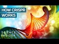 CRISPR DNA Editing System In 90 Seconds