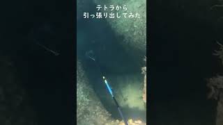 テトラから引っ張り出してみた【魚突き】＃shorts　spearfishing