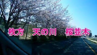 枚方天の川の桜並木　ドラレコ