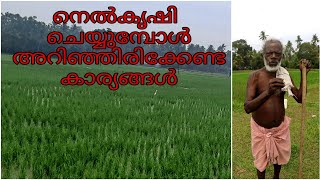 Paddy Cultivation |Paddy Farming | നെൽ കൃഷി ചെയ്യുമ്പോൾ അറിഞ്ഞിരിക്കേണ്ട കാര്യങ്ങൾ