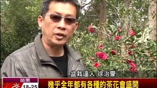 花開富貴添好運  茶花盆栽招財－民視新聞