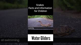Water Gliders - Snakes Facts & Information for Kids #snake #snakes #facts #kids #snakerescue