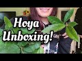 Collective Uncommon & Rare Hoya Unboxing | Crying Over Peduncles | Honey Plant Co + Homestead Plants