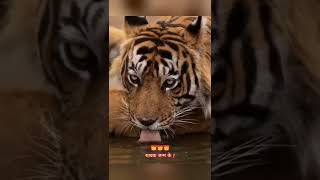 👿 Taigar pawar 🔥 animal education 🧐 बाघ के शावक जन्म के 1 माह के अंदर ही आकार😱😱😱,#shorts #viral