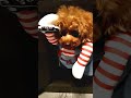 【閲覧注意 】やつがやってきた🐶 チャッキー ぷーしゃんchの動画一覧はこちら short shorts youtubeショート 犬 わんこ トイプードル