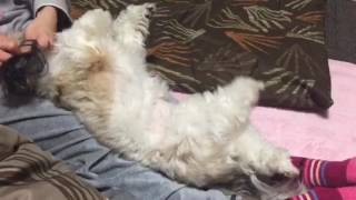 シーズー犬くぅーちゃん耳掃除中(笑)