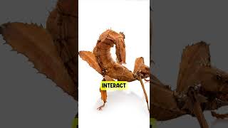 Pet Scorpion You Need To Know
