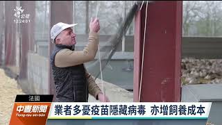 全球多國鬧蛋荒 多與爆發禽流感有關｜20230218公視中晝新聞