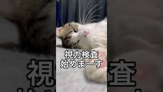 猫の視力検査（193日目）#shorts