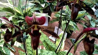 Paphiopedilum orchid in Thailand  กล้วยไม้รองเท้านารี  Paphiopedilum  Sukhold