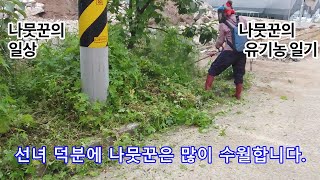 #지리산송이 #유기농곶감 #유기농두릅  충전식 예초기로 풀을 베는 우리집 선녀