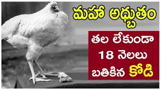 Miracle: తల లేకుండా 18 నెలలు బతికిన కోడి || Chicken lived for 18 Months without Head || i5 Network