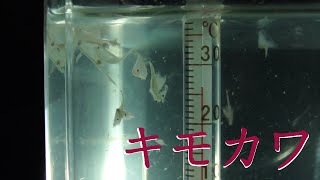 200円で買ったアルテミア　I bought artemia salina for 200yen