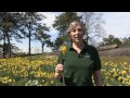 my favorite daffodils with kristin schleiter