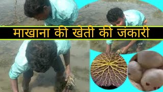 मखाना की खेती कैसे करे                     how to cultivate makhana  मखाने की उपज कैसे होती है