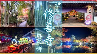 【伊豆修善寺】-4K- 虹の郷　ファンタジーの世界「サンクスイルミ」ロムニー鉄道　幻想的な「もみじライトアップ」　竹林の小径　もみじ林　静岡県伊豆市