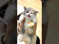 the kitten growled ooh 🤣😂 cat catsoftiktok funnycat cutecat kittycat fyp funnyvideos