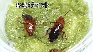 ゴキブリをわさびの上に乗せたら衝撃の結果に…