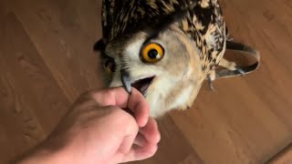 How to Survive an Owl Attack (and steal a home)