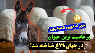 پرخاصیت ترین حیوان جهان الاغ شناخته شد/آیا تا به حال شیر خر خوردی یا از روغنش استفاده کردی؟