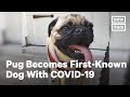 First-Known Dog Tests Positive for COVID-19 | NowThis