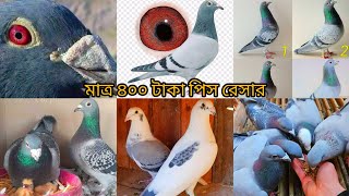 🕊️🇧🇩অরজিনাল রেসিং কবুতর কিনুন বাংলাদেশের সবচাইতে কম দামে শাওন ভাইয়ের কাছ থেকে ❤️