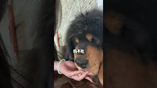 🐶加布：惹不起，要不这骨头你吃？ #dog #pets #藏獒 #加布 #萌宠 #宠物 #tibet #tibetanmastiff  #shortsvideo