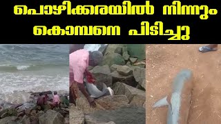 പൊഴിക്കരയിൽ നിന്നും കൊമ്പനെ പിടിച്ചു | Kerala | Malayalee viral media