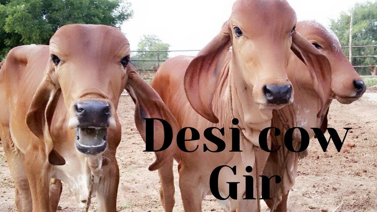 Information About Desi Cow Gir - YouTube